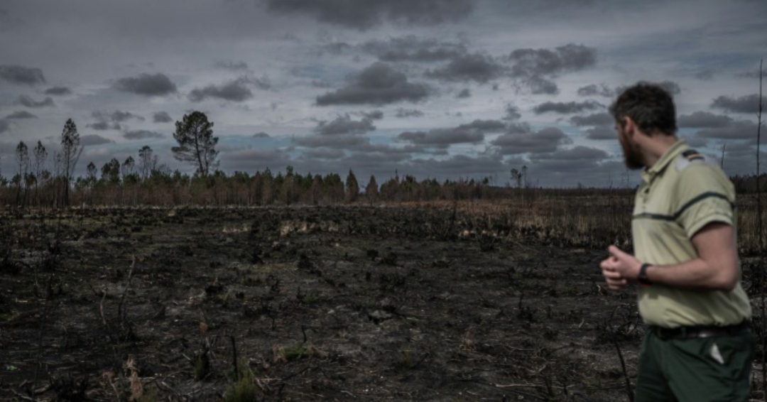 Face au changement climatique, le visage bouleversé de la forêt française