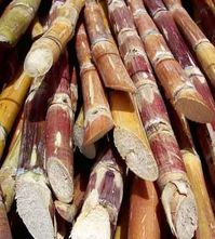 cut-sugarcane.jpg