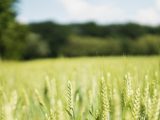 Qui mise sur la hausse ou la baisse du prix du blé, du colza ou du maïs en Europe?