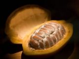 Le cours du cacao plombé par offre et spéculation avant les mouvements en Côte d’Ivoire