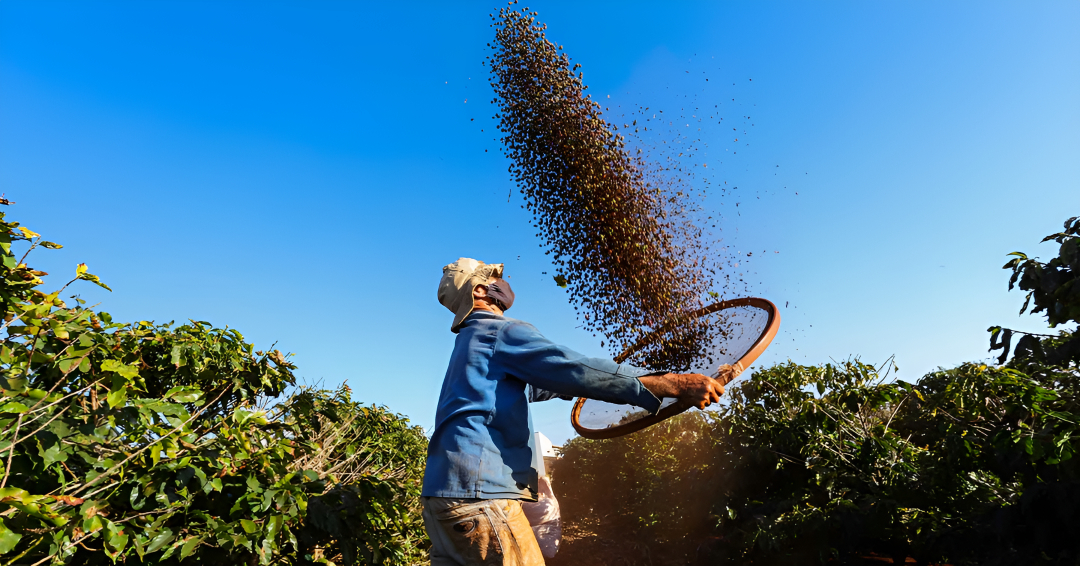 Marché du café : l’Arabica enregistre sa plus forte hausse depuis 1977