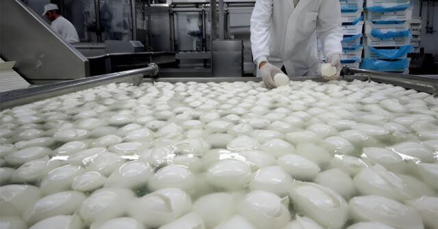 Italie : la grève des camionneurs paralyse la mozzarella de bufflonne