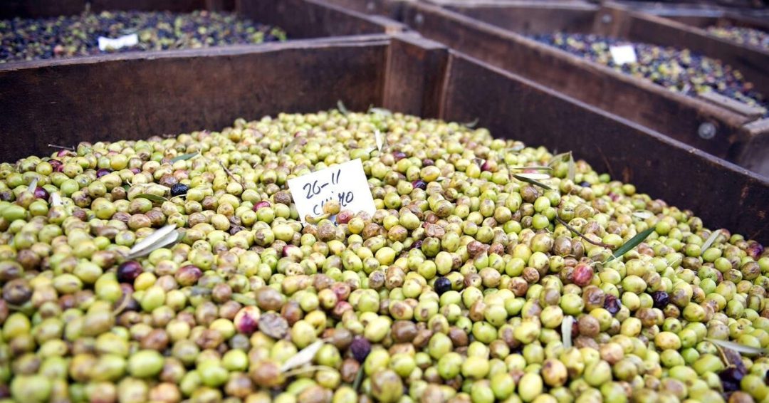 L’Espagne élimine la TVA sur l’huile d’olive pour contrer la flambée des prix