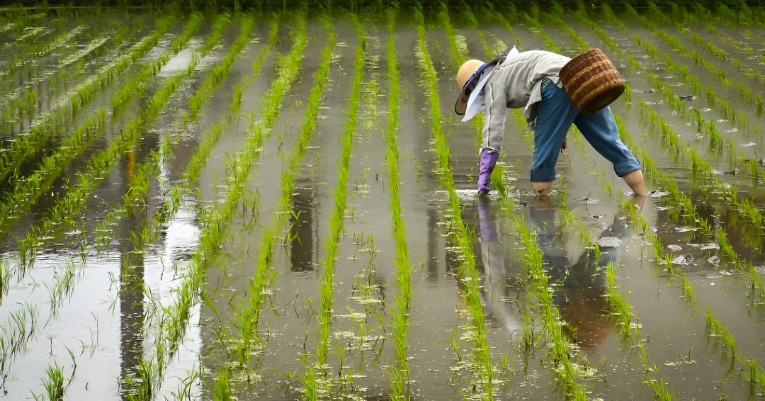 Le Japon met aux enchères son riz pour enrayer l’inflation